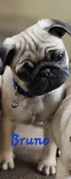 Bruno, a male Pug for sale in Eugene, OR – 4 of 6