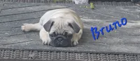 Bruno, a male Pug for sale in Eugene, OR – 2 of 6