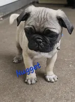 Nugget, a male Pug for sale in Eugene, OR – 3 of 5