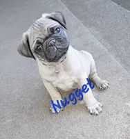 Nugget, a male Pug for sale in Eugene, OR – 5 of 5
