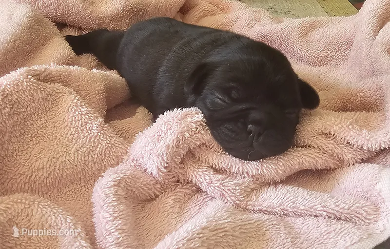 Morocha – Pug puppy for sale in Eugene, OR