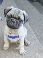 Nugget, a male Pug for sale in Eugene, OR – 4 of 5