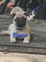 Bruno, a male Pug for sale in Eugene, OR – 3 of 6