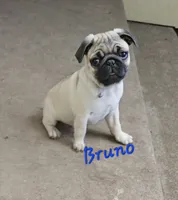 Bruno, a male Pug for sale in Eugene, OR – 6 of 6