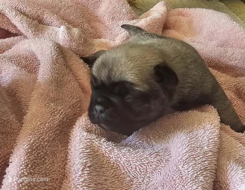 Sandy – Pug puppy for sale in Eugene, OR