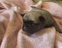 Sandy, a female Pug for sale in Eugene, OR – 1 of 1