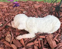 Spider, a male Poodle - Toy  for sale in Centralia, MO – 3 of 6