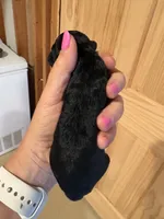 Peggy, a female Poodle - Toy  for sale in Centralia, MO – 2 of 3