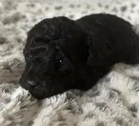 Belle, a female Poodle - Toy  for sale in Centralia, MO – Photo 6 of 6
