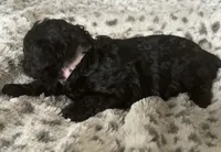 Belle, a female Poodle - Toy  for sale in Centralia, MO – Photo 3 of 6