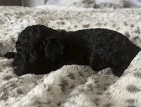 Belle, a female Poodle - Toy  for sale in Centralia, MO – Photo 5 of 6