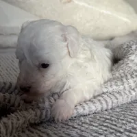 Snow, a female Poodle - Toy  for sale in Centralia, MO – Photo 2 of 4