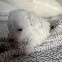 Snow, a female Poodle - Toy  for sale in Centralia, MO – Photo 2 of 3
