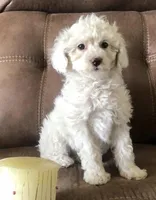 Snow, a female Poodle - Toy  for sale in Centralia, MO – Photo 4 of 4