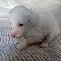 Snow, a female Poodle - Toy  for sale in Centralia, MO – Photo 3 of 4