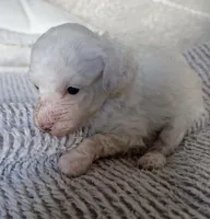 Snow, a female Poodle - Toy  for sale in Centralia, MO – Photo 3 of 3