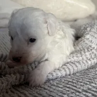 Snow, a female Poodle - Toy  for sale in Centralia, MO – Photo 1 of 4