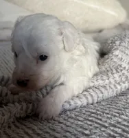 Snow, a female Poodle - Toy  for sale in Centralia, MO – Photo 1 of 3