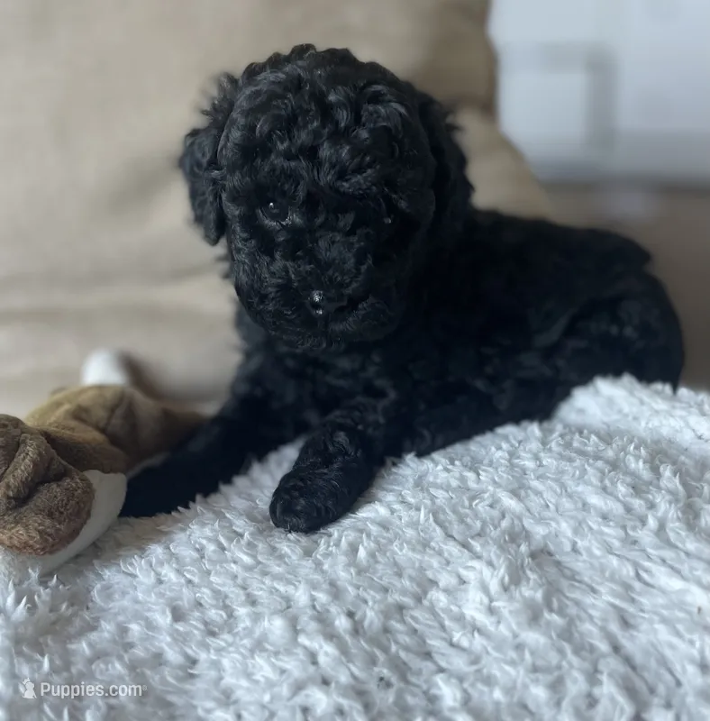 Callie – Poodle - Toy  puppy for sale in Centralia, MO
