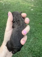 Georgia, a female Poodle - Toy  for sale in Centralia, MO – 2 of 6