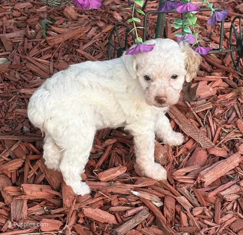 Sylvia  – Poodle - Toy  puppy for sale in Centralia, MO