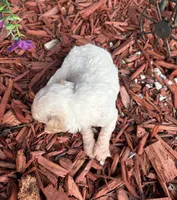 Sylvia , a female Poodle - Toy  for sale in Centralia, MO – 2 of 6