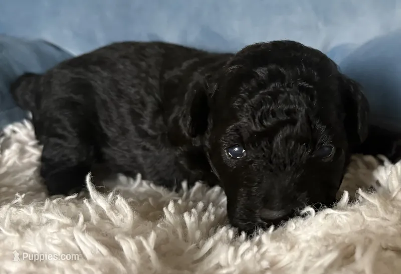 Trixie  – Poodle - Toy  puppy for sale in Centralia, MO
