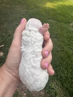 Snowball, a female Poodle - Toy  for sale in Centralia, MO – 4 of 4