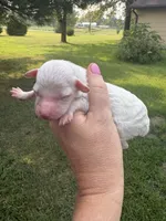Snowball, a female Poodle - Toy  for sale in Centralia, MO – 2 of 4