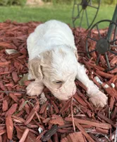 Charlie, a male Poodle - Toy  for sale in Centralia, MO – 4 of 8