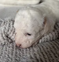 Star, a female Poodle - Toy  for sale in Centralia, MO – Photo 5 of 5