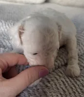 Star, a female Poodle - Toy  for sale in Centralia, MO – Photo 3 of 5