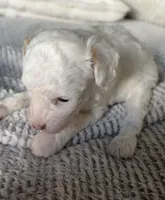 Star, a female Poodle - Toy  for sale in Centralia, MO – Photo 4 of 5