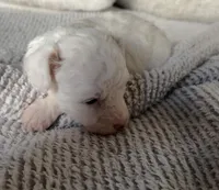Star, a female Poodle - Toy  for sale in Centralia, MO – Photo 1 of 5