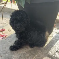 Sadie, a female Poodle - Toy  for sale in Centralia, MO – 2 of 7