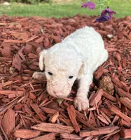 Spider, a male Poodle - Toy  for sale in Centralia, MO – 5 of 6
