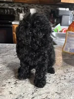 Sadie, a female Poodle - Toy  for sale in Centralia, MO – 4 of 7