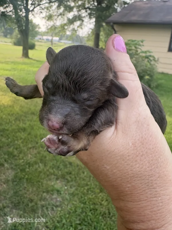 Georgie – Poodle - Toy  puppy for sale in Centralia, MO