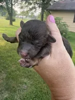 Georgie, a male Poodle - Toy  for sale in Centralia, MO – 1 of 3