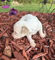 Sylvia , a female Poodle - Toy  for sale in Centralia, MO – 6 of 6