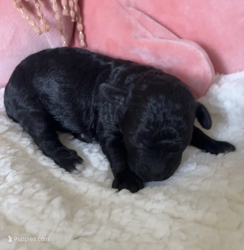 Trixie  – Poodle - Toy  puppy for sale in Centralia, MO