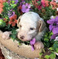 Charlie, a male Poodle - Toy  for sale in Centralia, MO – 3 of 8