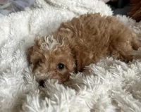 Penny, a female Poodle - Toy  for sale in Centralia, MO – Photo 4 of 6