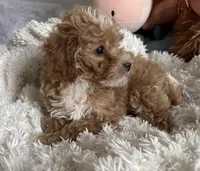 Penny, a female Poodle - Toy  for sale in Centralia, MO – Photo 6 of 6