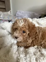 Penny, a female Poodle - Toy  for sale in Centralia, MO – Photo 5 of 6