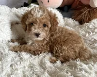 Penny, a female Poodle - Toy  for sale in Centralia, MO – Photo 1 of 6