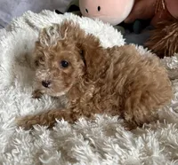 Penny, a female Poodle - Toy  for sale in Centralia, MO – Photo 3 of 6