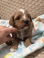 Cricket , a female Cavapoo for sale in Centralia, MO – 2 of 3