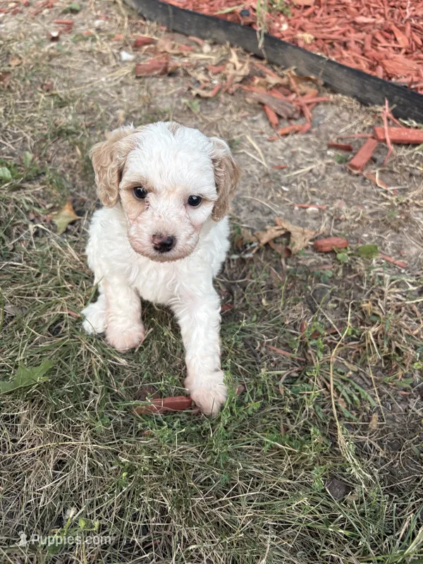 Charlie – Poodle - Toy  puppy for sale in Centralia, MO