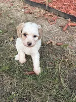 Charlie, a male Poodle - Toy  for sale in Centralia, MO – 1 of 5